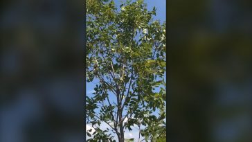 After Vertical Fix